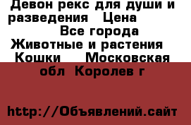 Девон рекс для души и разведения › Цена ­ 20 000 - Все города Животные и растения » Кошки   . Московская обл.,Королев г.